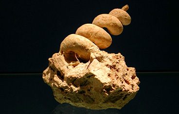 Carbonia, Museo dei Paleo Ambienti Sulcitani "E.A. Martel"