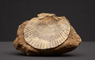 Genoni, P.Ar.C. - Paleo Archeo Centro